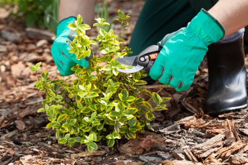 Inspector assessing a garden maintenance complaint
