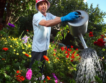Pruned hedges and well-maintained shrubs in a St Johns Wood garden