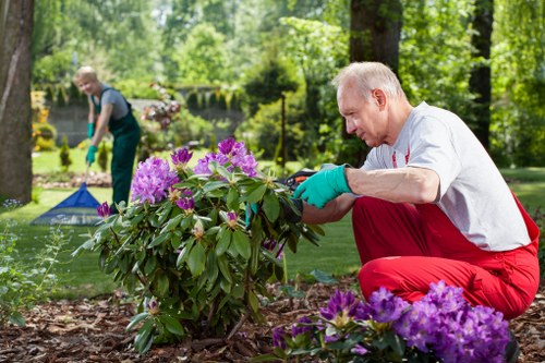 Experienced gardener trimming a lush hedge in St Johns Wood