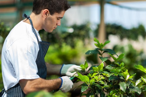 Tools used for professional hedge trimming services